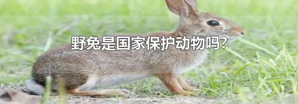 野兔是国家保护动物吗?