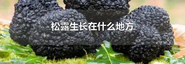 松露生长在什么地方