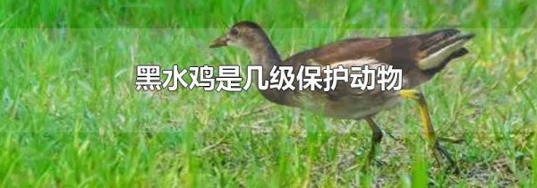 黑水鸡是几级保护动物