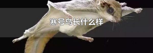 寒号鸟长什么样