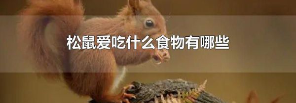 松鼠爱吃什么食物有哪些