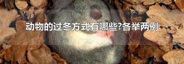 动物的过冬方式有哪些?各举两例