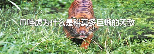 爪哇虎为什么是科莫多巨蜥的天敌