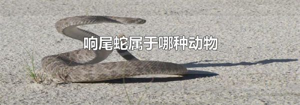 响尾蛇属于哪种动物
