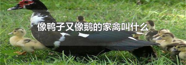 像鸭子又像鹅的家禽叫什么