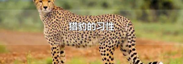 猎豹的习性