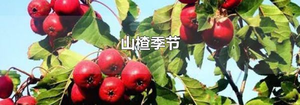 山楂季节