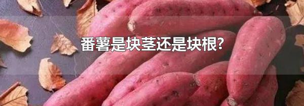 番薯是块茎还是块根?
