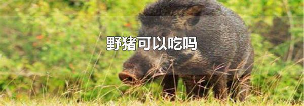 野猪可以吃吗