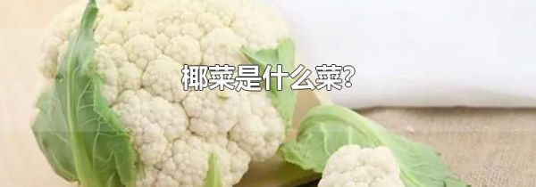 椰菜是什么菜?