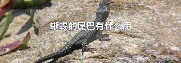 蜥蜴的尾巴有什么用