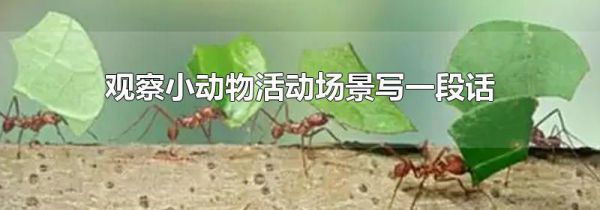 观察小动物活动场景写一段话