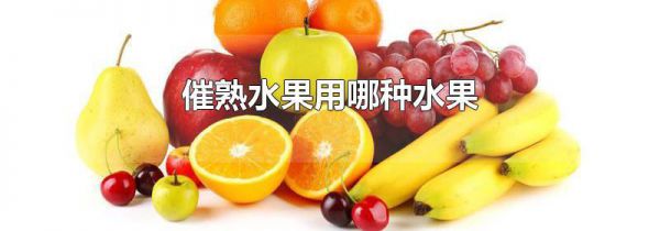 催熟水果用哪种水果