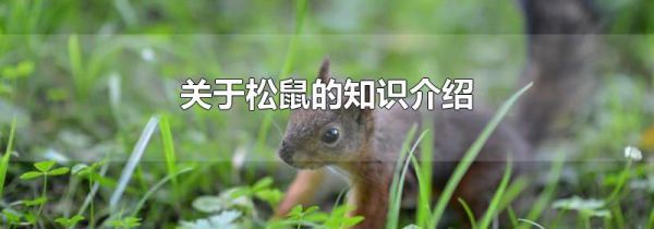 关于松鼠的知识介绍