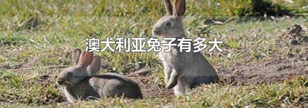 澳大利亚兔子有多大