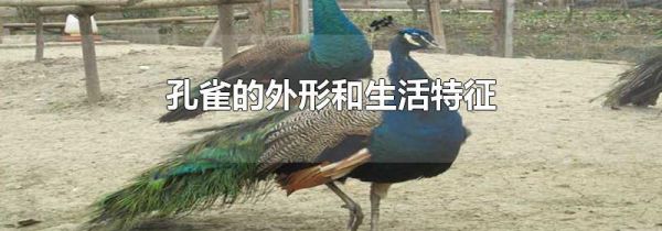 孔雀的外形和生活特征
