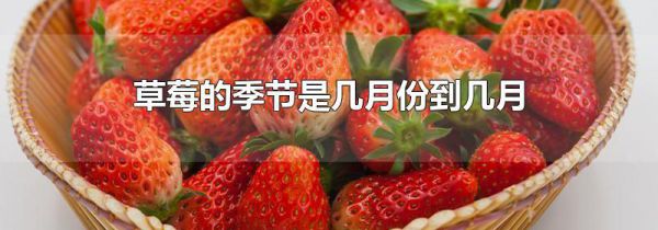草莓的季节是几月份到几月