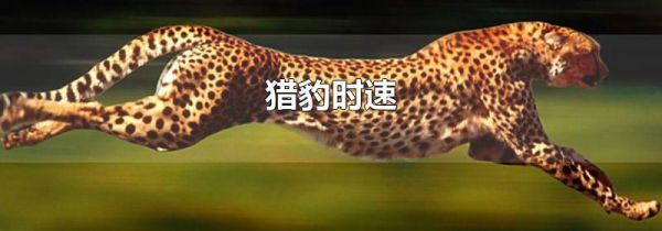 猎豹时速