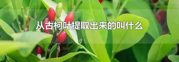 从古柯叶提取出来的叫什么