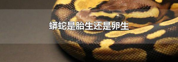 蟒蛇是胎生还是卵生