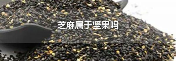 芝麻属于坚果吗