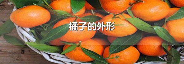 橘子的外形