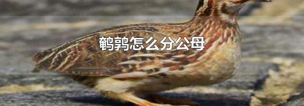 鹌鹑怎么分公母