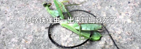 为啥铁线虫一出来螳螂就死了