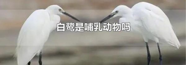 白鹭是哺乳动物吗