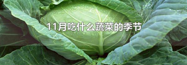 11月吃什么蔬菜的季节