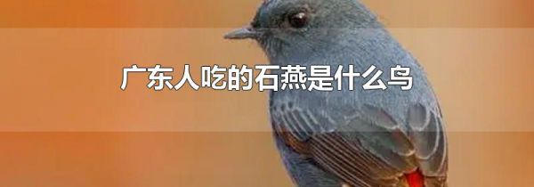 广东人吃的石燕是什么鸟