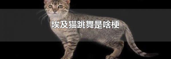 埃及猫跳舞是啥梗