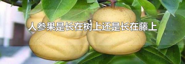人参果是长在树上还是长在藤上