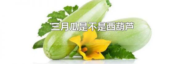 三月瓜是不是西葫芦