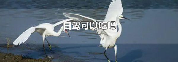 白鹭可以吃吗