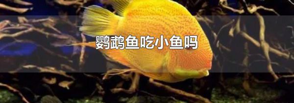 鹦鹉鱼吃小鱼吗