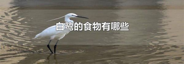 白鹭的食物有哪些