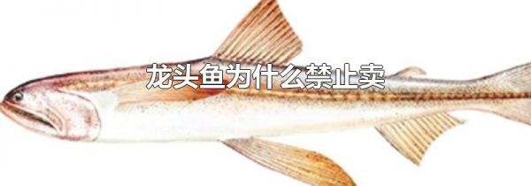 龙头鱼为什么禁止卖