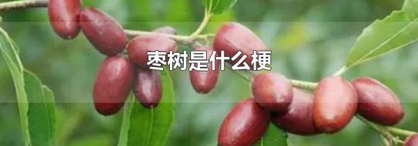枣树是什么梗