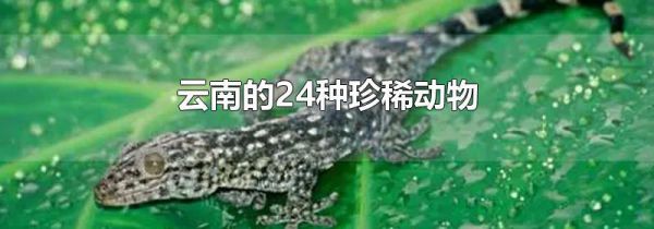 云南的24种珍稀动物