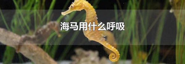 海马用什么呼吸