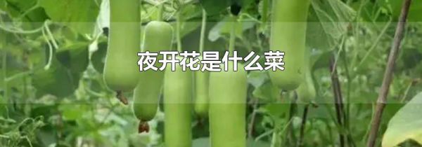 夜开花是什么菜