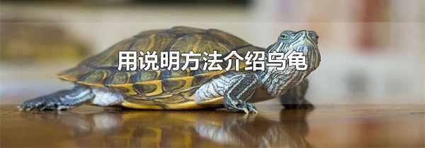 用说明方法介绍乌龟