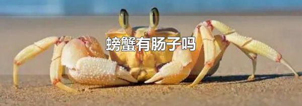 螃蟹有肠子吗