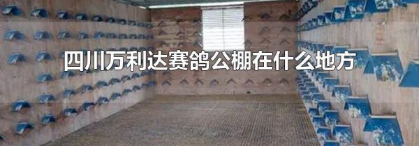 四川万利达赛鸽公棚在什么地方