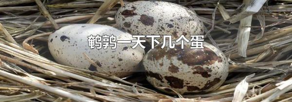 鹌鹑一天下几个蛋
