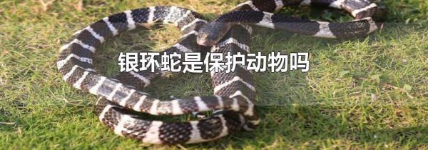 银环蛇是保护动物吗