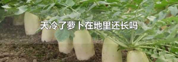 天冷了萝卜在地里还长吗
