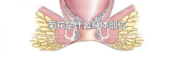 菊花是什么身体部位