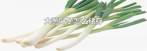大葱叶子怎么储存